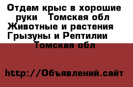 Отдам крыс в хорошие руки - Томская обл. Животные и растения » Грызуны и Рептилии   . Томская обл.